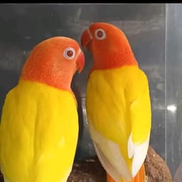 صوت حسين الجسمي 