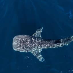 qdsbhjkgdhkjsghkjdsw