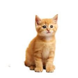 ابراهيم فايق