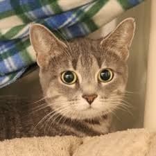 西语 angieanette (angie