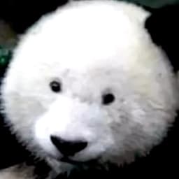 Minion (CAPCUT TTS VOICE