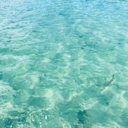 Mẹ biển thích giọng Mỹ