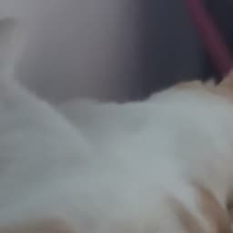 Glaiko atake as glaiga