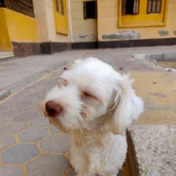 العنكبوت الزفت 