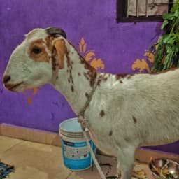Bakra