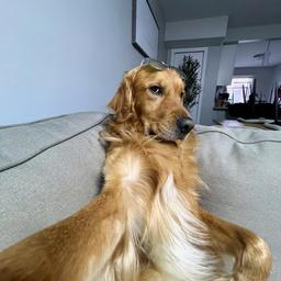 Doggy