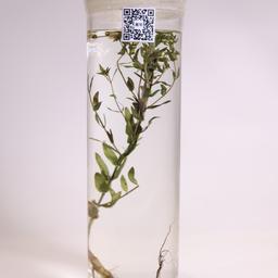 低沉性感广告配音