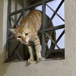 ياسر اليماني الصنعاني