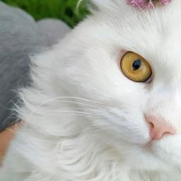 عادي