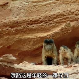 荀彧