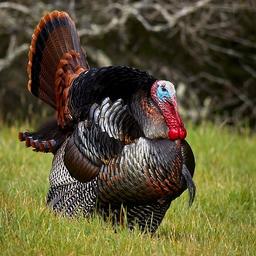 Turkey host female 