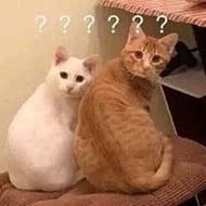 东北哥（传奇）