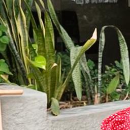 enfermeira do diabo cicatriclin