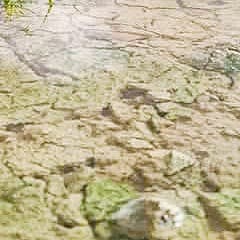 عصام الشوالي 