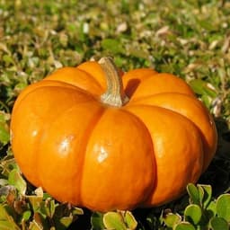 南瓜1