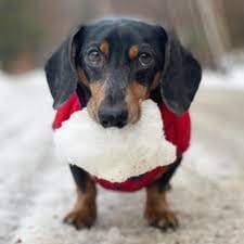 Oakley Dokily (Crusoe the Dachshund) (Season 1-2a)