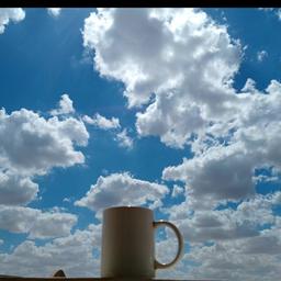 صقر