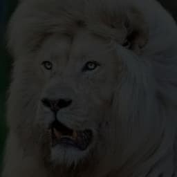 محمود التهامي 