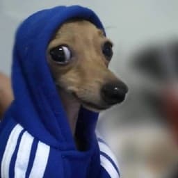 كلبه المصالح