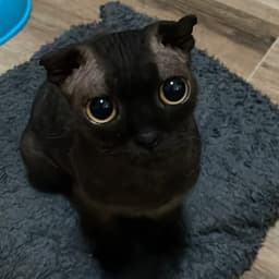 Connie Talbot official 