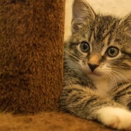 12.9北方爆款女声