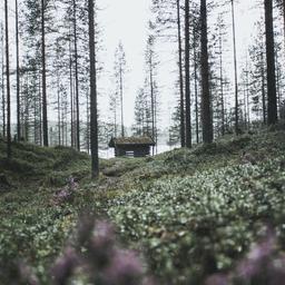 Леха