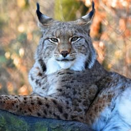 Маганов, Наиль Ульфатович