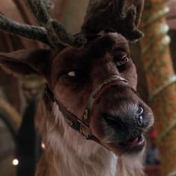 Comet The Reindeer 