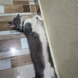 Rayleigh e narrador pt Br 