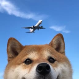 港台一号号配音