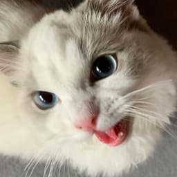 见异思剑（么么哒）