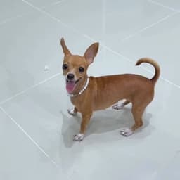 Voz de Alfredo Larín 