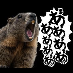 叫ぶマーモット