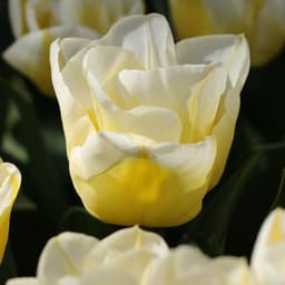 Betty para cuerpo de vídeo 