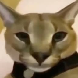 hecker (Beluga watches you sleep)