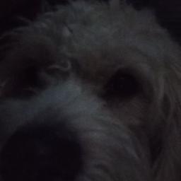 chica 