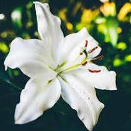 Lily