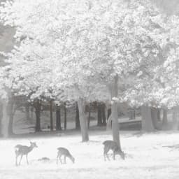 FXB藏族女一号.8.21