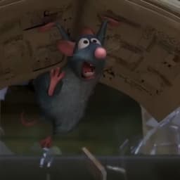 الفار الطباخ 