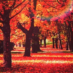 张鹏-1119-大盘女