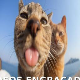 Mordecais 