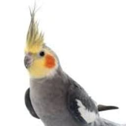 Treat better than Jews by Rucka ali