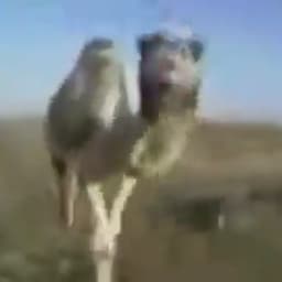 骆驼camello