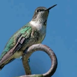 يا كير جديد