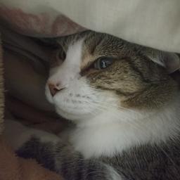 Mateo