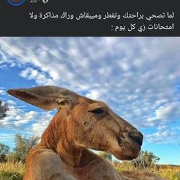 سنأ العلق