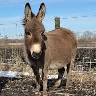 donkey