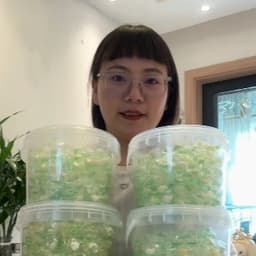 山茶花洗衣凝珠