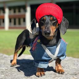 Oakley Dokily (Crusoe the Dachshund) (Current)