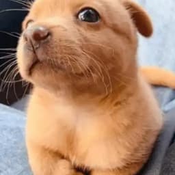 Dragon ball z narrator 